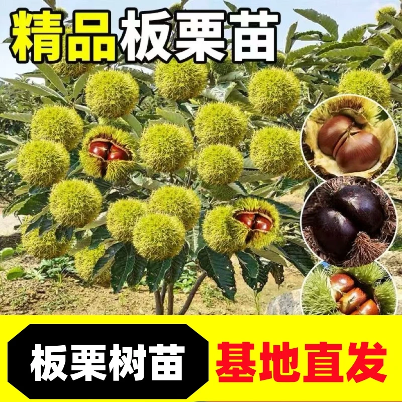 板栗树苗大红袍板栗锥栗迁西板栗耐寒耐热盆栽地栽南方北方种植