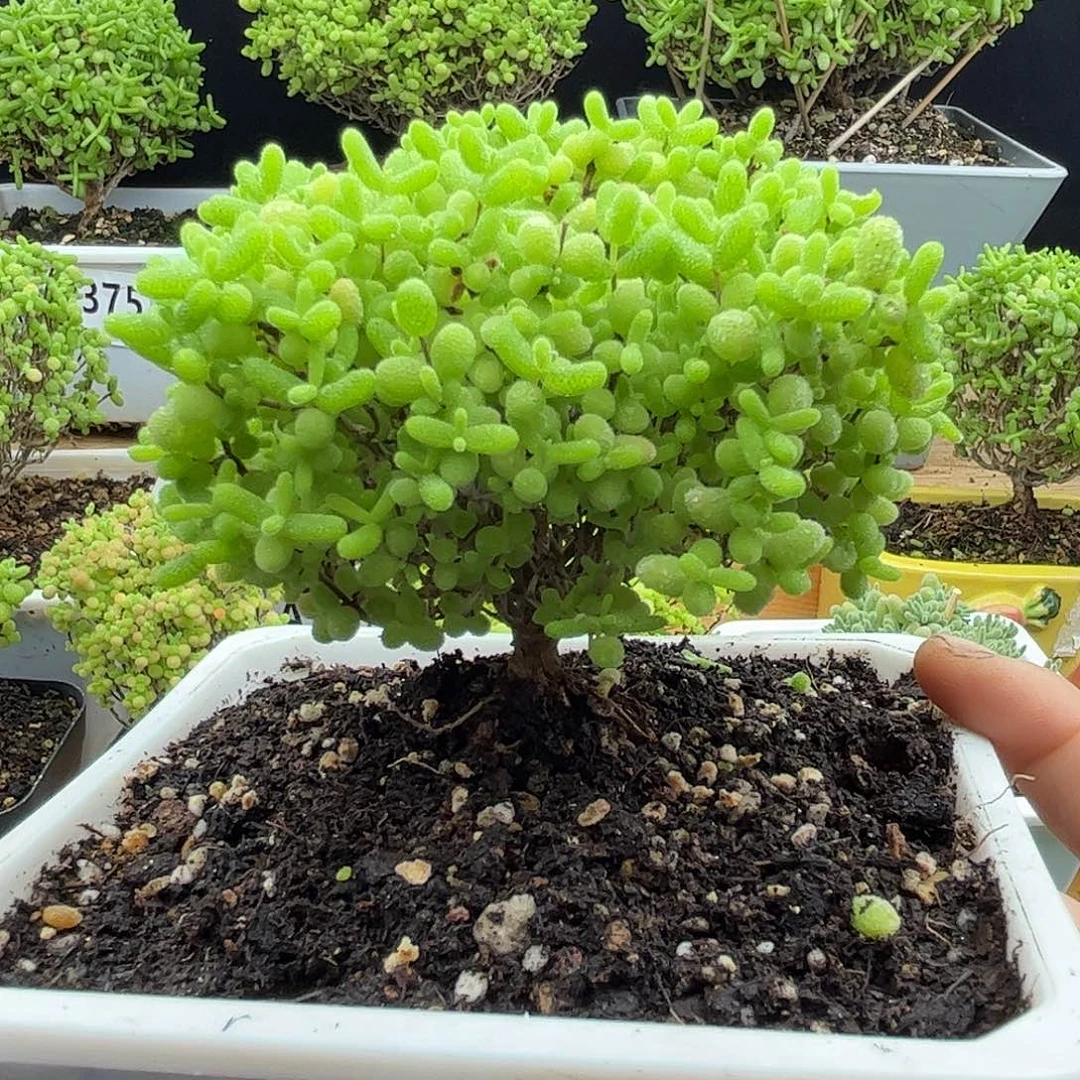 36蜜桔糖球优选枝干