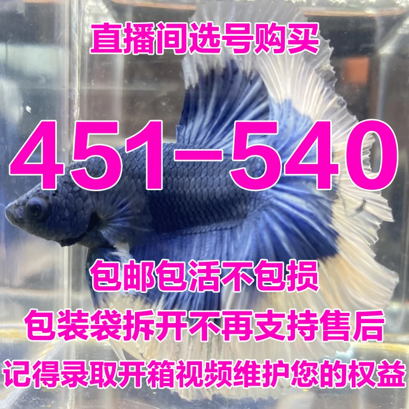 451-540号直播间选号购买泰国斗鱼小型热带观赏鱼