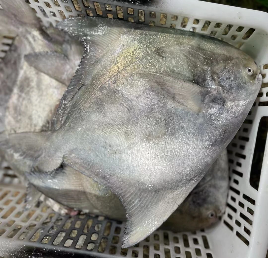 汕尾本港深海斗鲳鱼