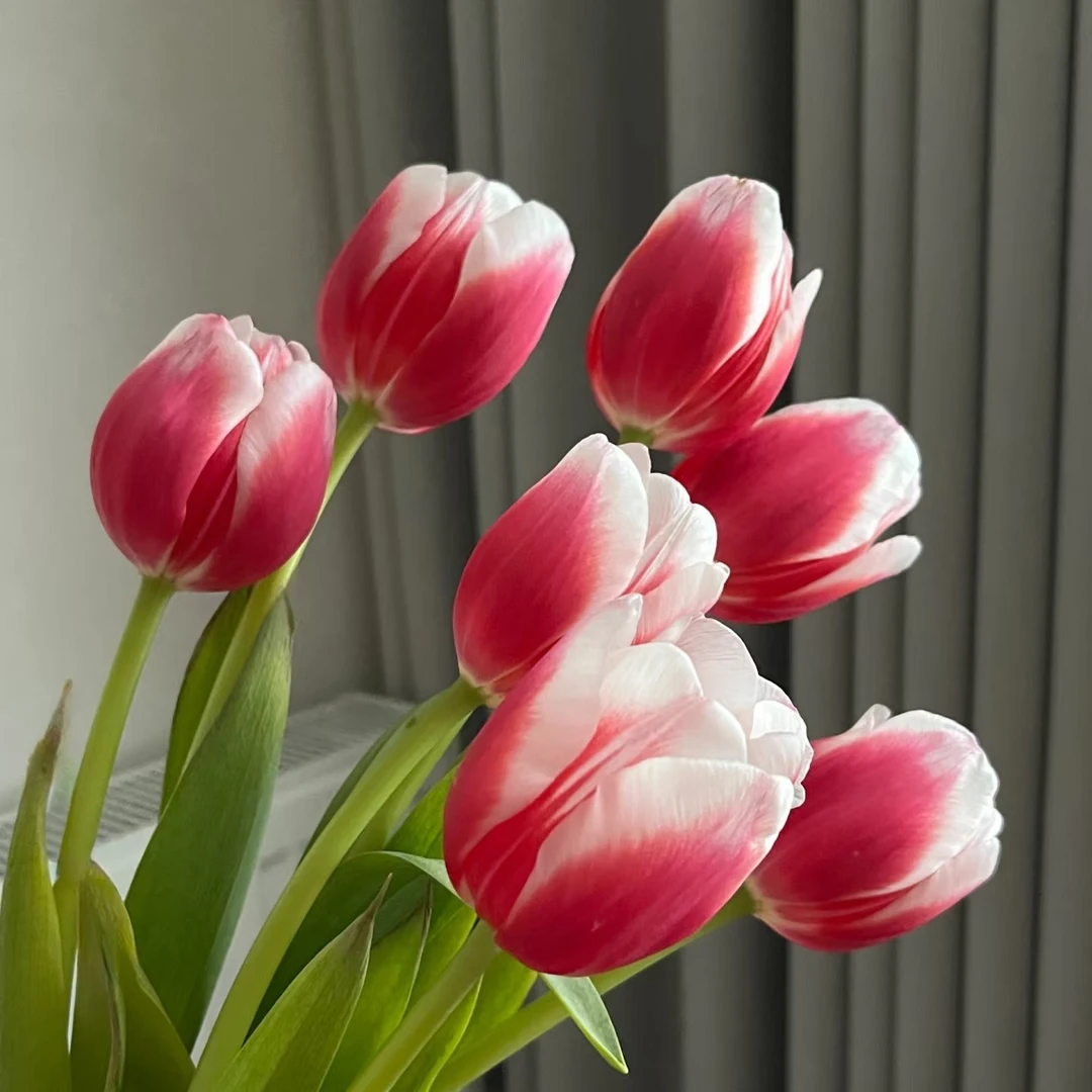 （红兔子郁金香）奔放渐变带香型开瓣东北鲜花基地发货顺丰包邮花束