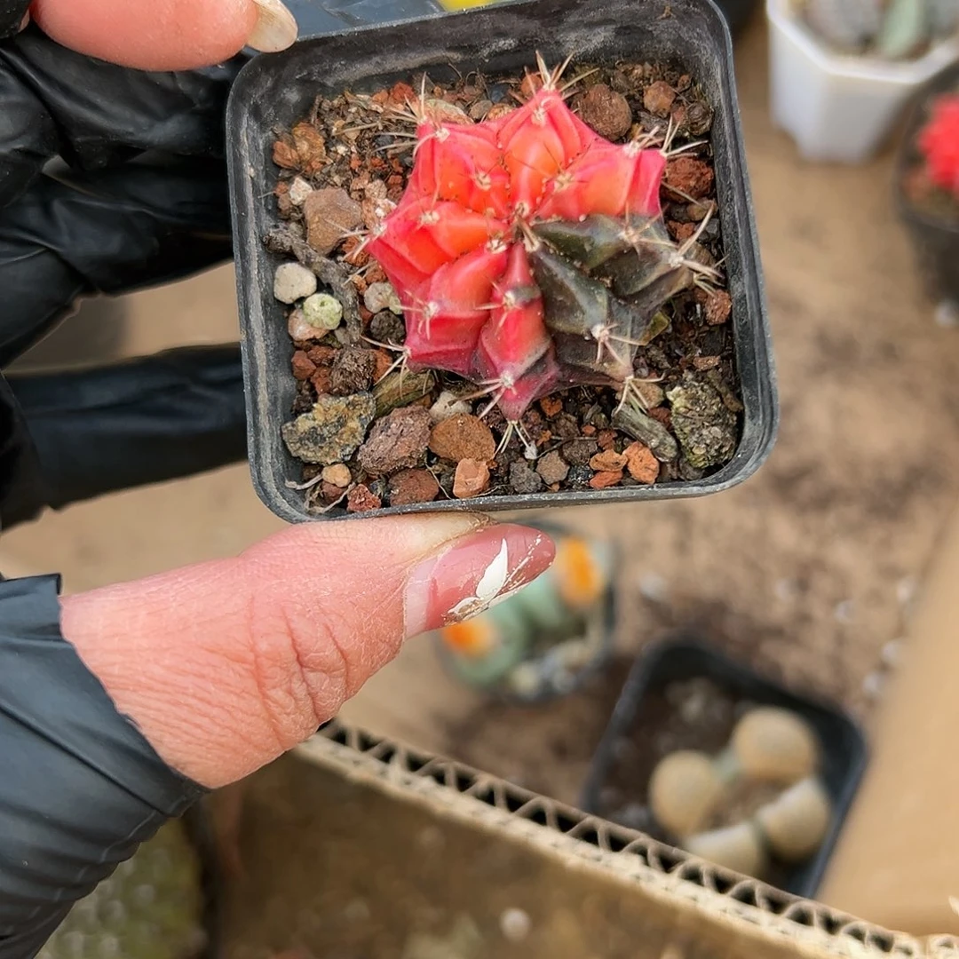 多肉植物光辉牡丹球