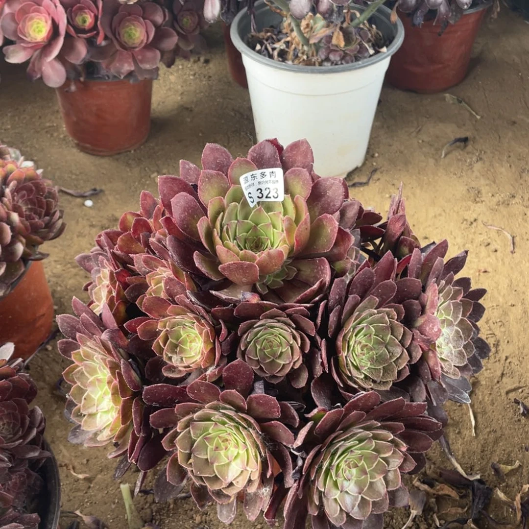 323莲花多肉法师断枝不包