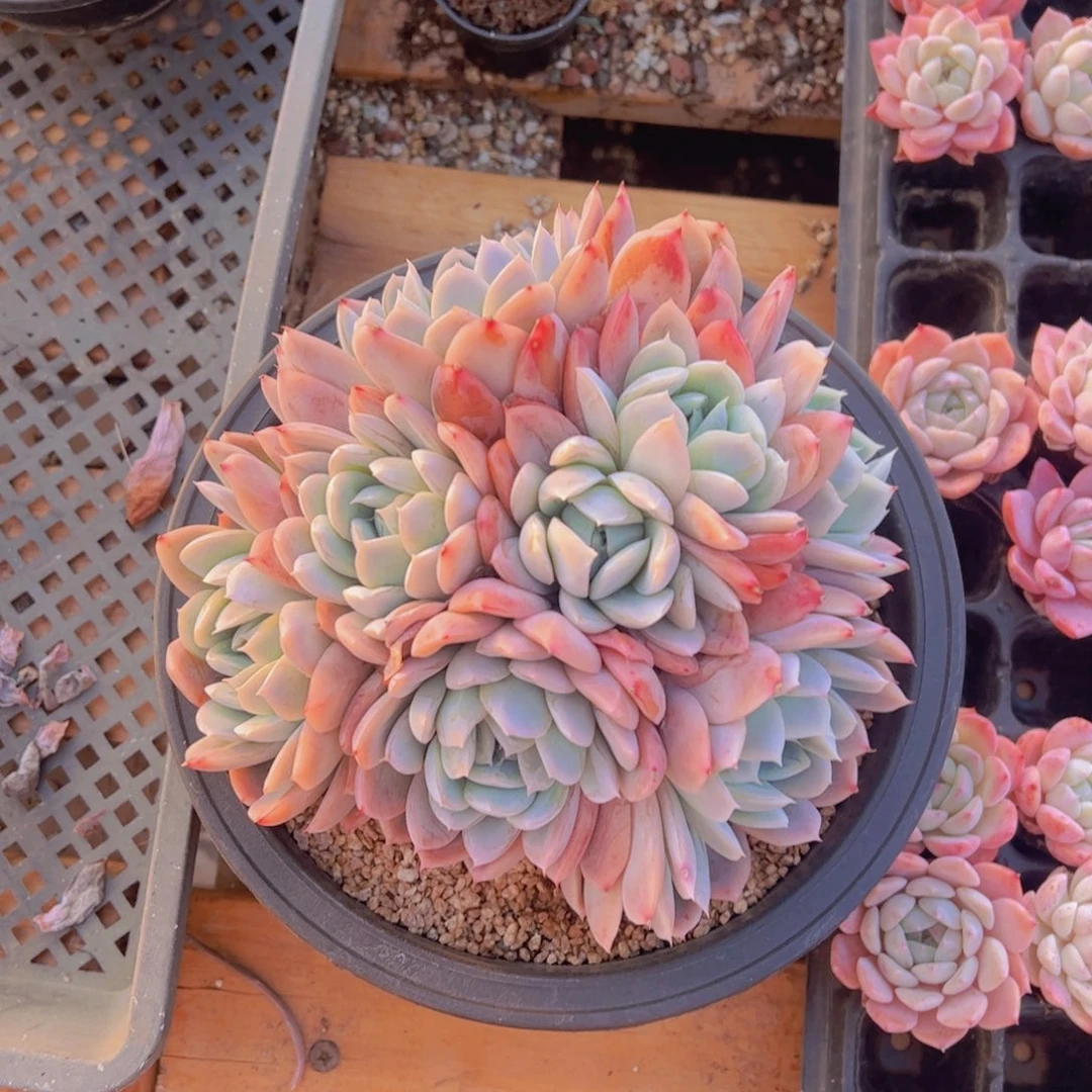 玉*原始鬼魅，多肉植物