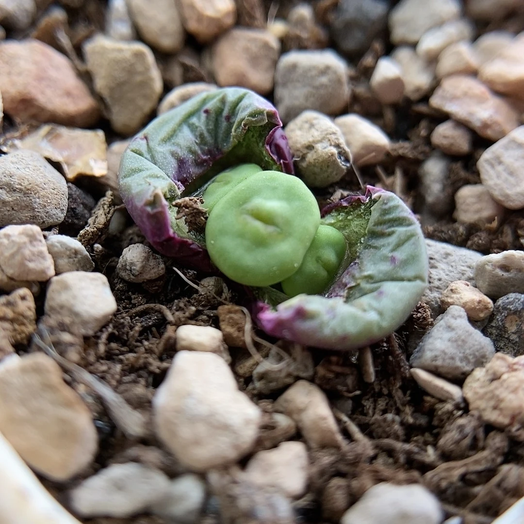 168.2小红嘴一颗两年株三头包邮