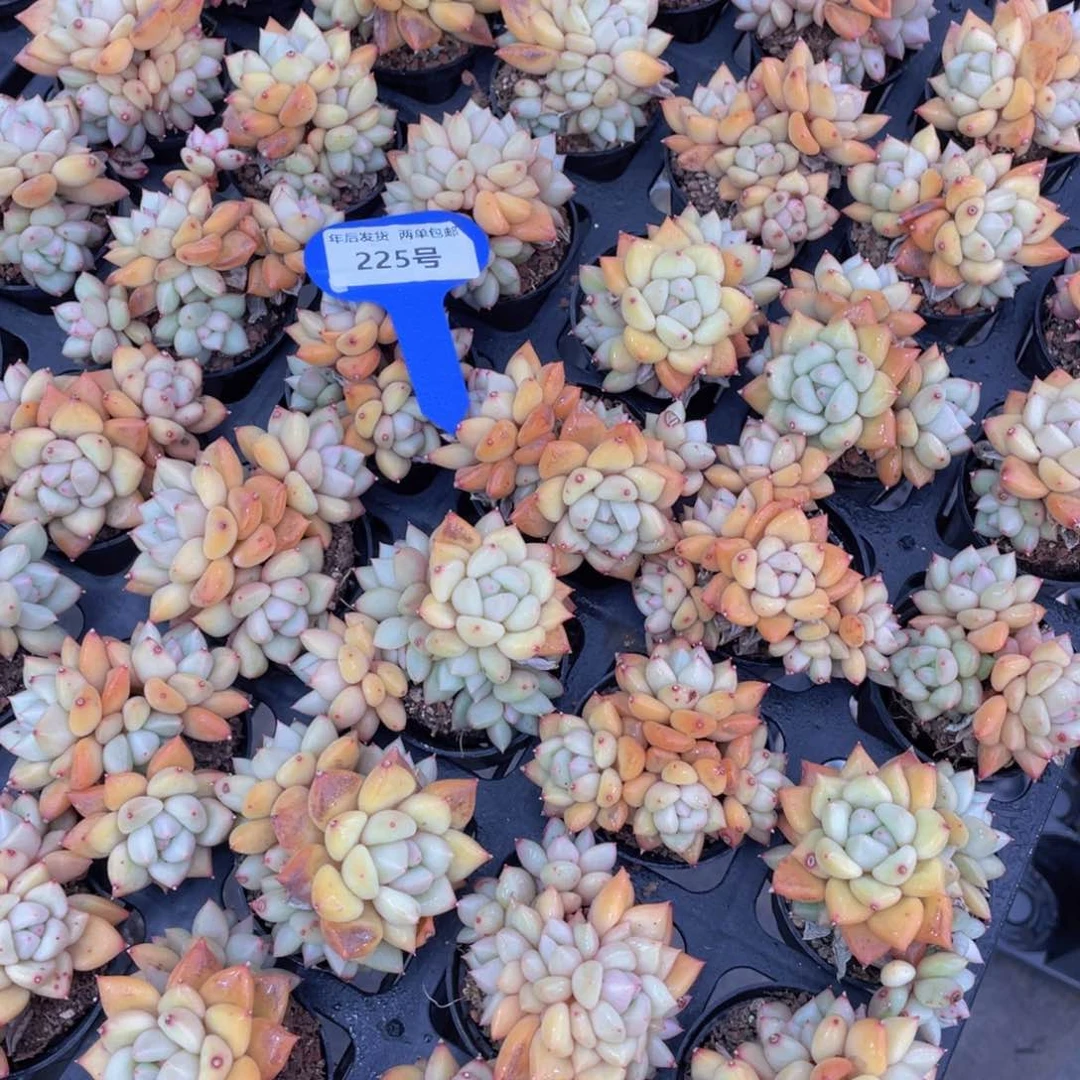 225号全状态黄金象牙群生一个