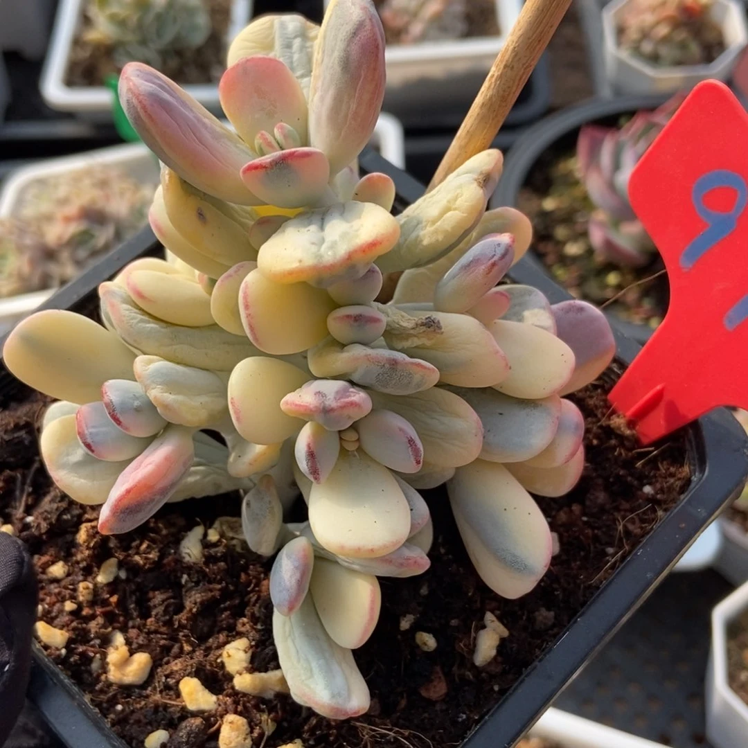 972福娘锦多肉植物保护