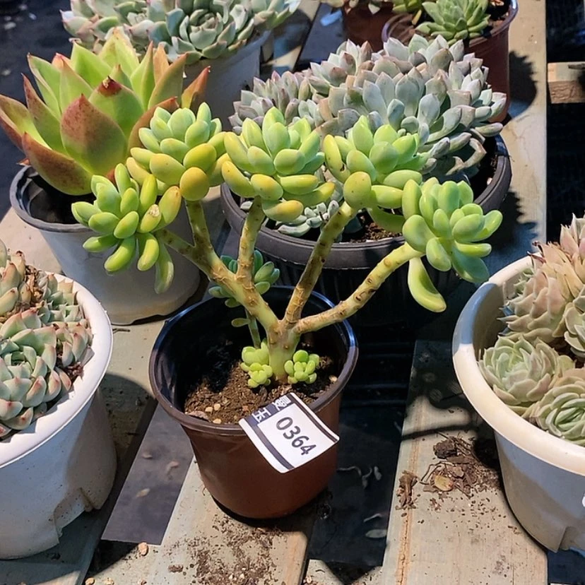 【闪购商品】香格里拉0364