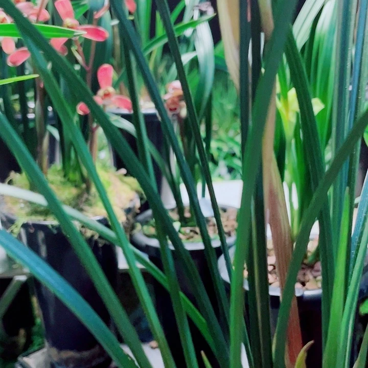 雪***山完全开放一物一漂亮