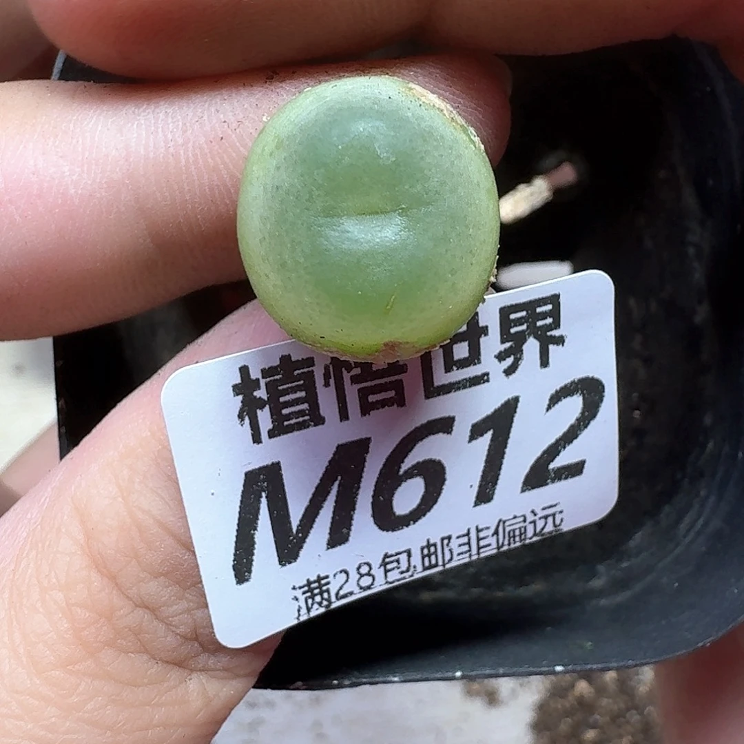 多肉植物的润泽地方