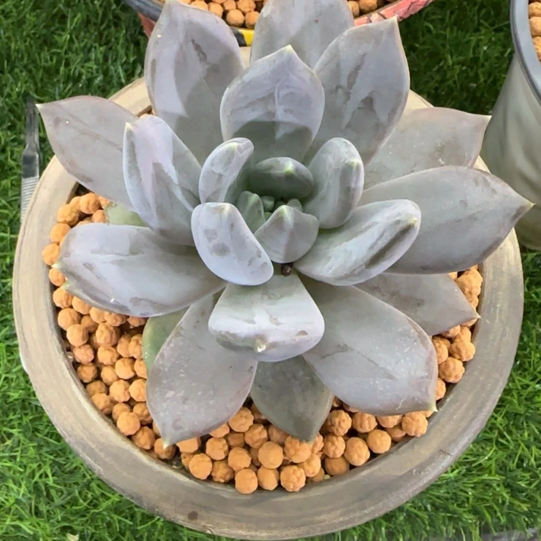 叁*邀月美人多肉植物