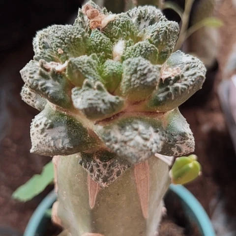 063牡丹清棚特价出售