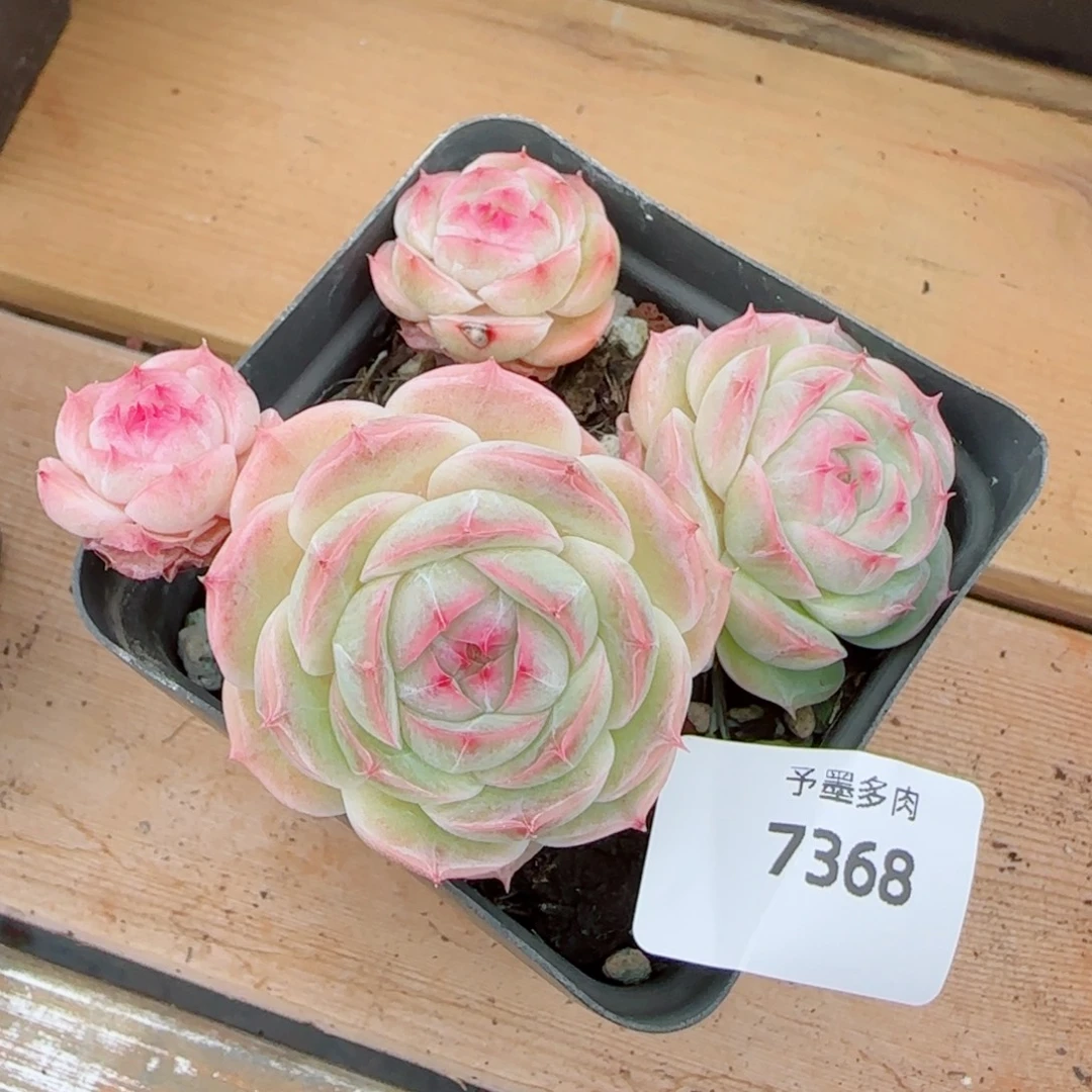 长杆白芷珍妮，7368多肉