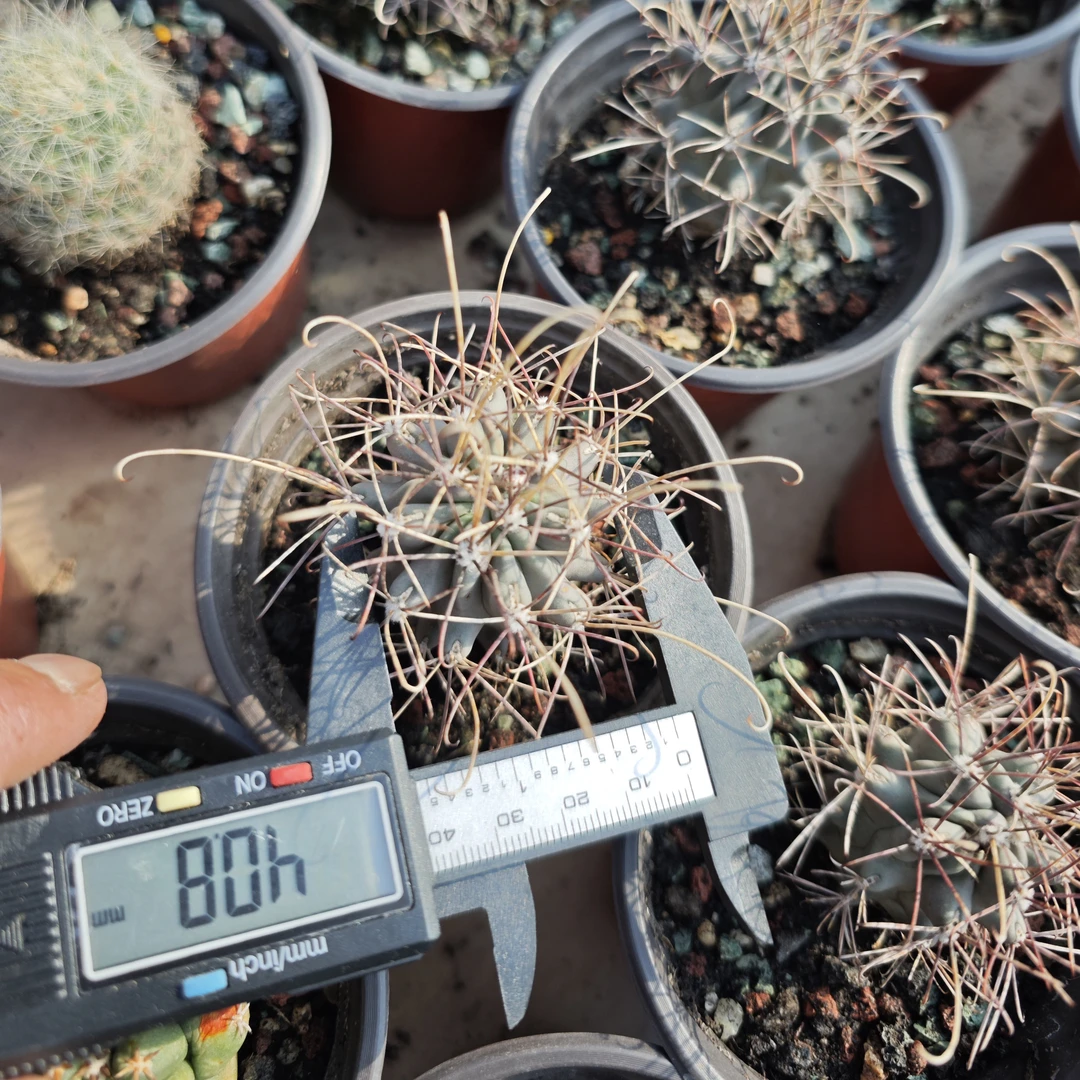 太阳，黑罗莎锦，拉根，仙人球开花黑色好养耐旱植物多肉