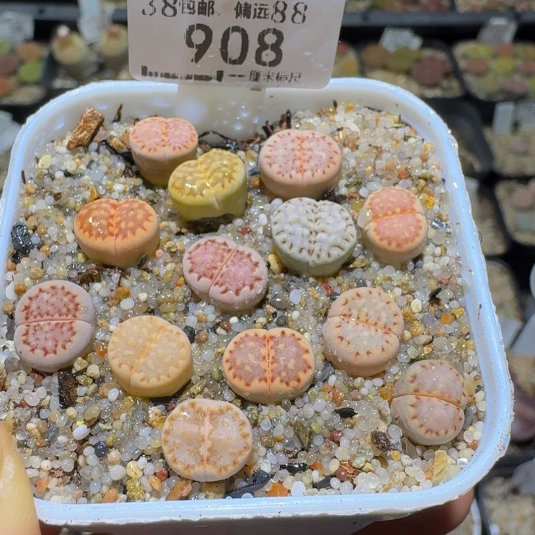 Sssss清货便宜卖了908