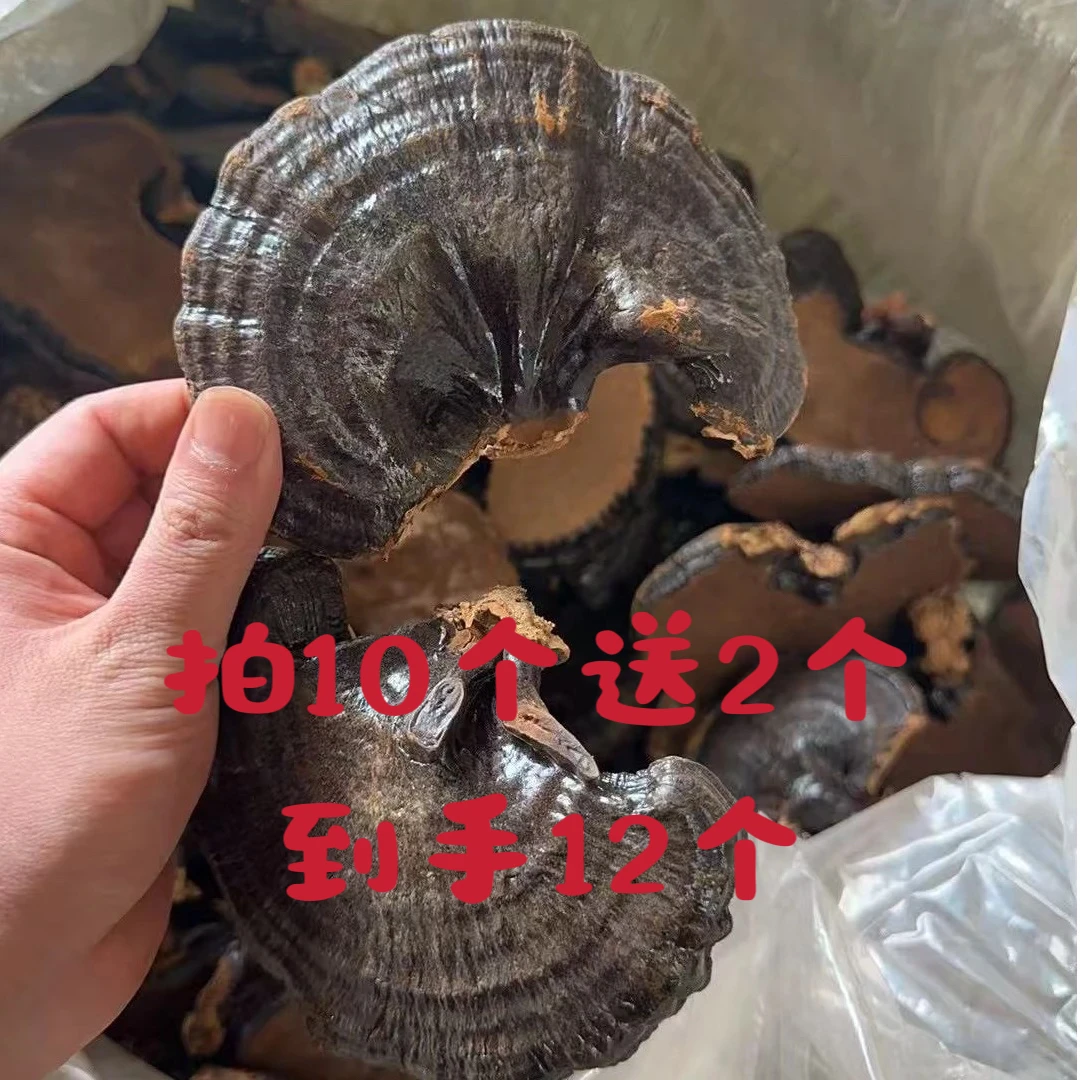 云南赤灵芝整支干货