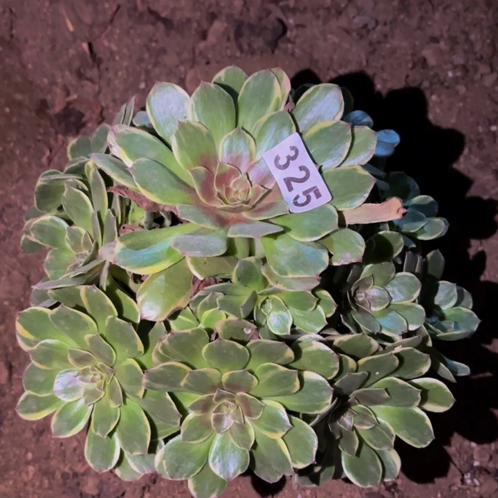 325半夏多肉植物不售后