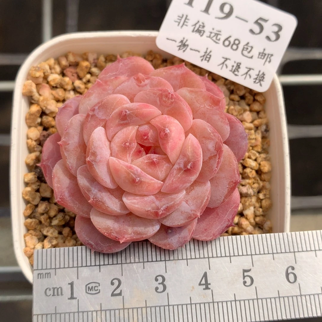 53。冰糖雪梨。满六八包邮。