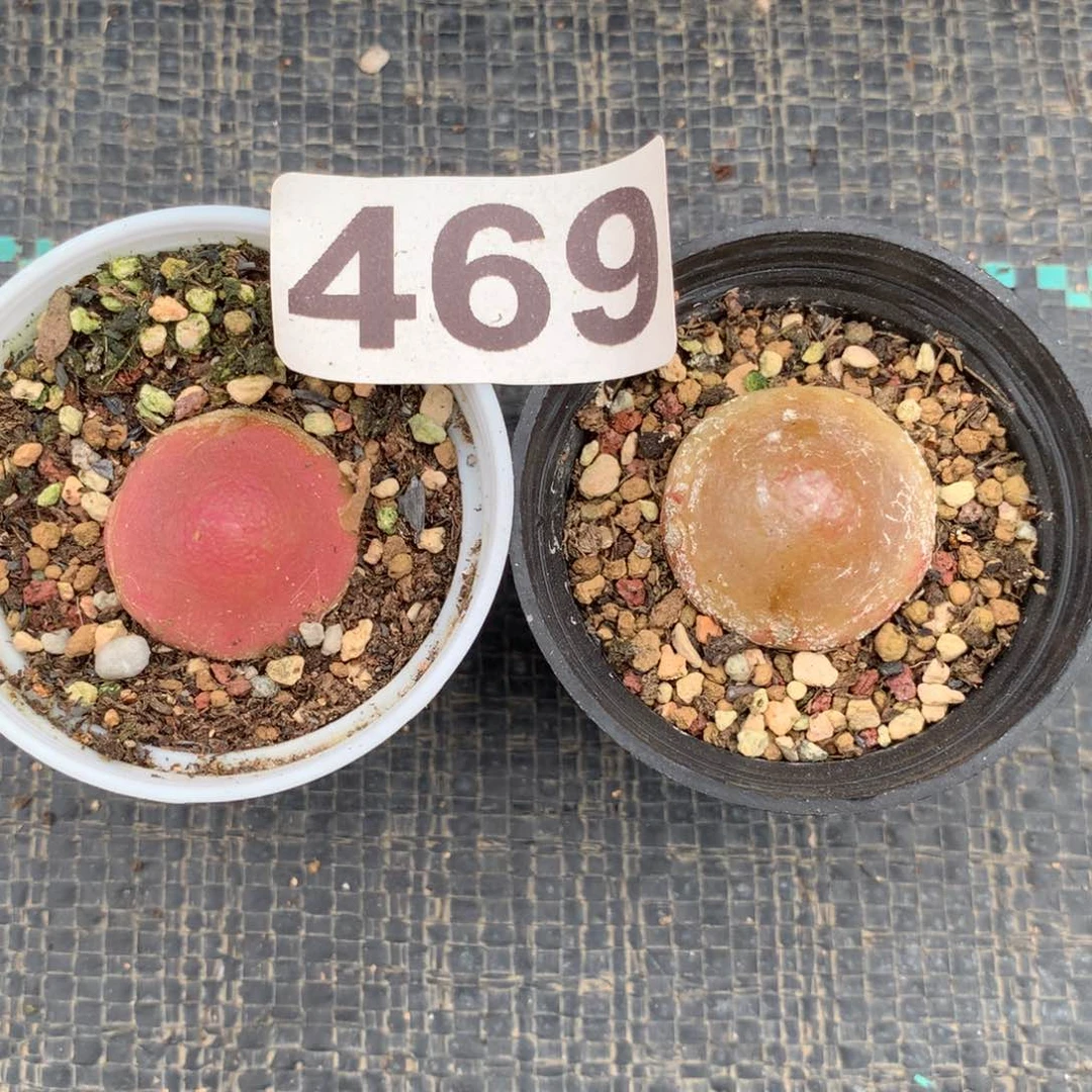 469灯泡母本两颗