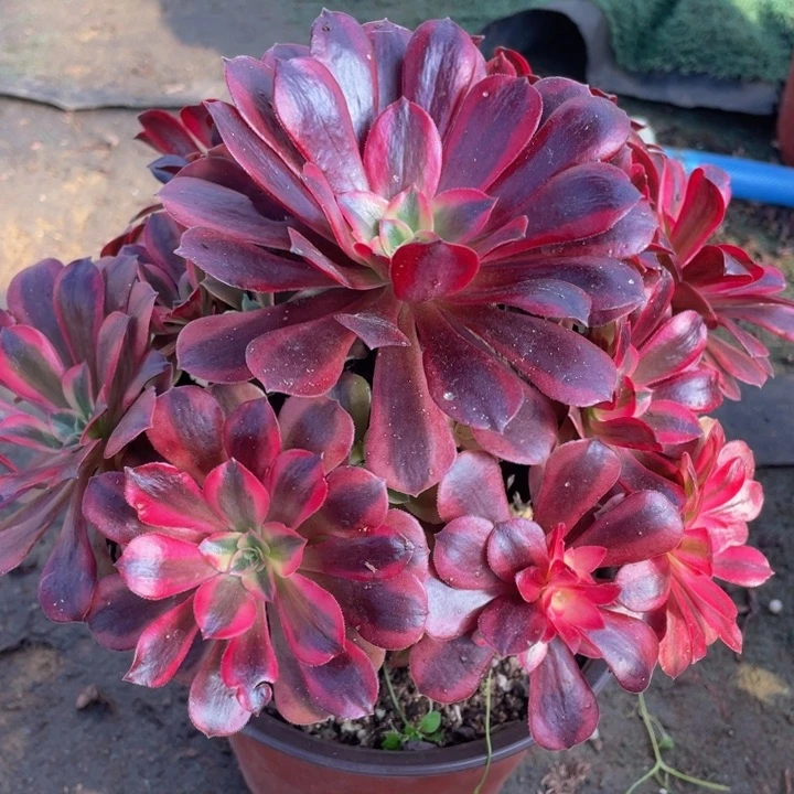 973美杜莎精品法师多肉