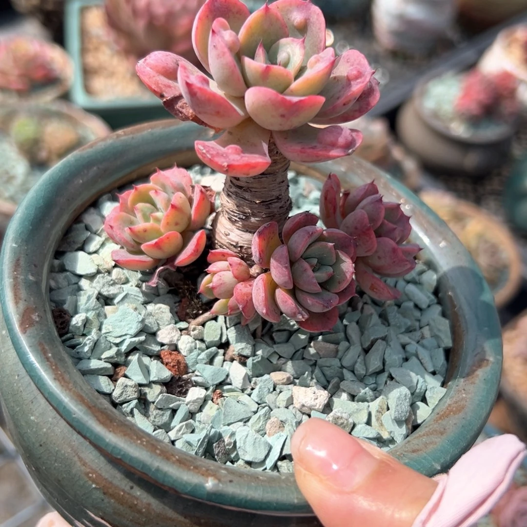 雨滴（满38包邮）多肉