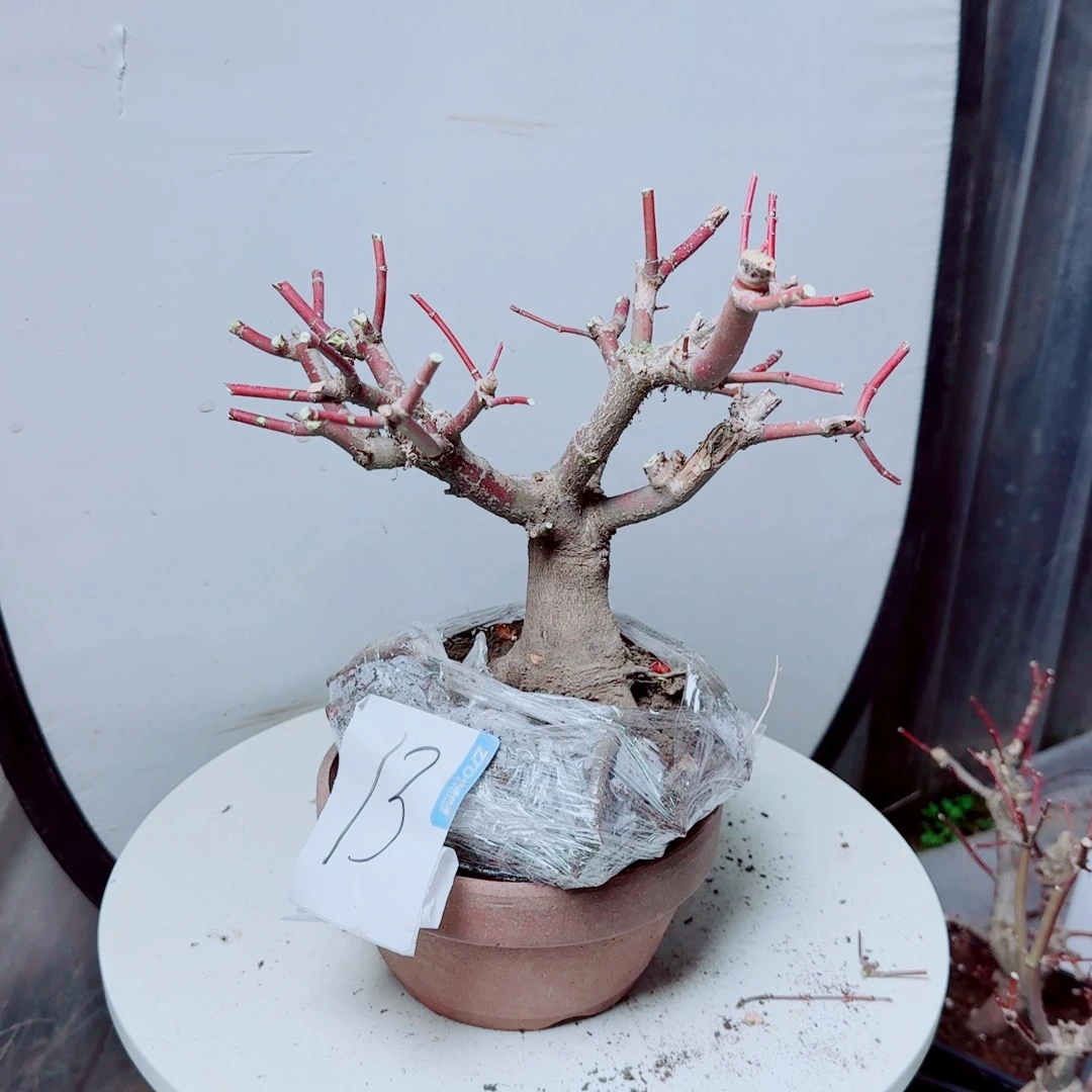 赤***情无花朵初星星老桩