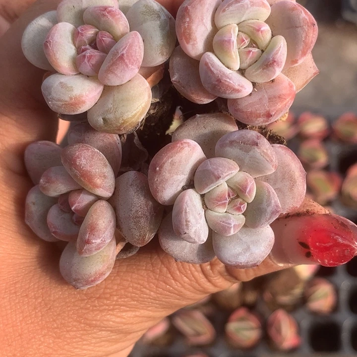 星影。拍3发4。拍5发7颗。拍10发15颗