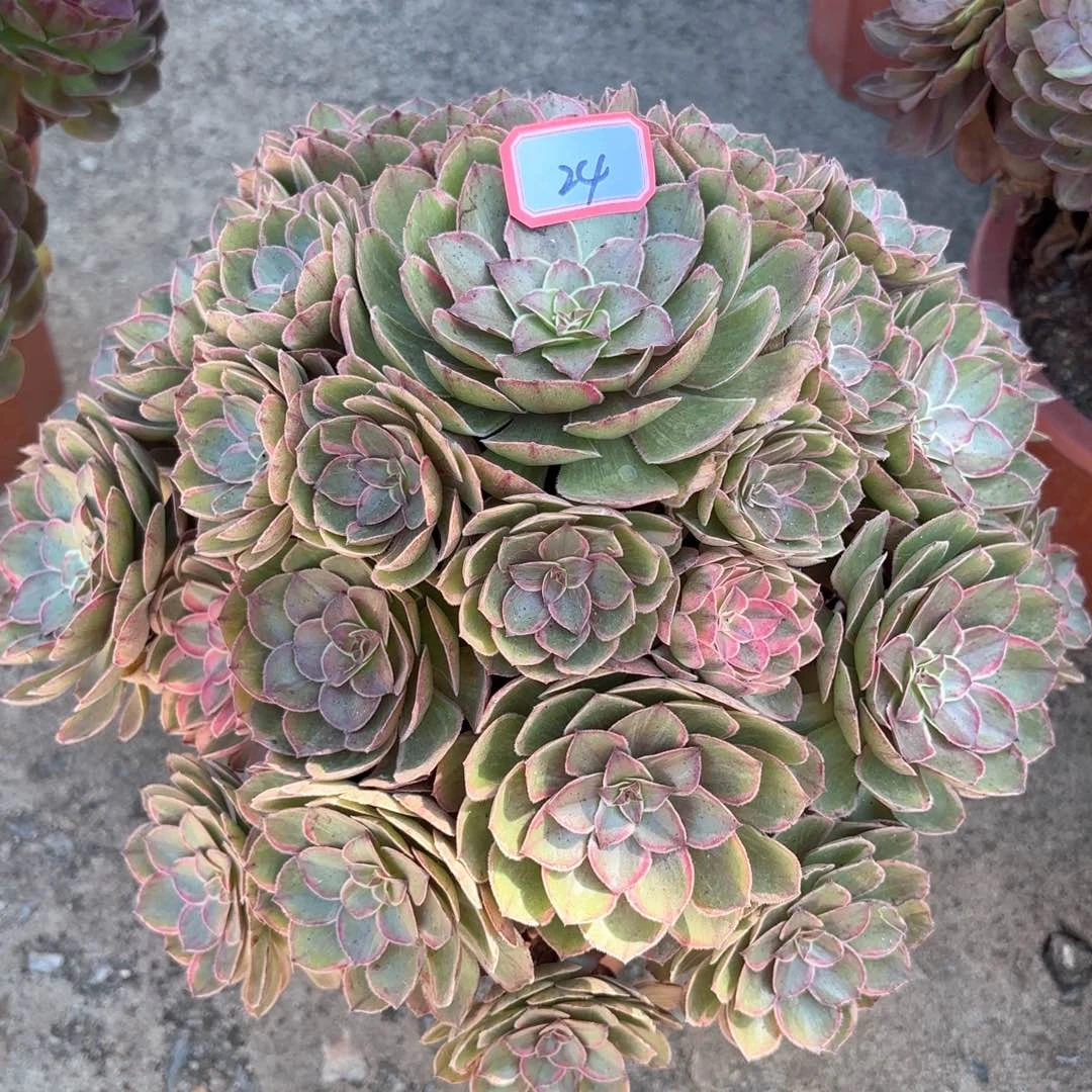 无花朵24莲花多肉植物