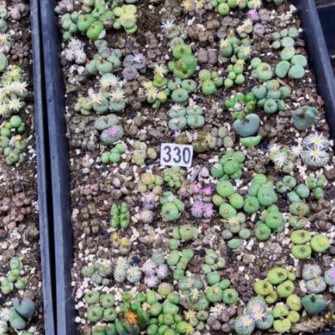 猫***鱼330肉缀大筐一物一图如图