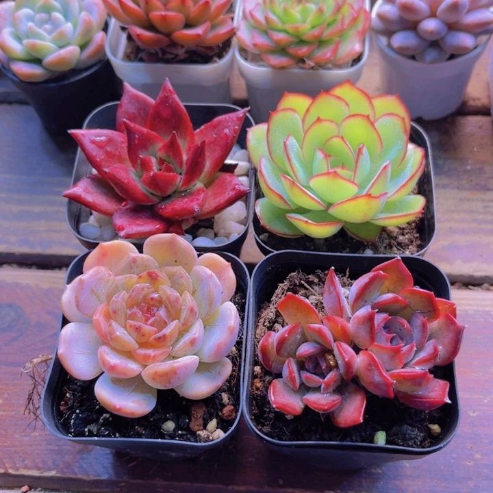 罗卡 粉恋 牡丹亭 暗冰