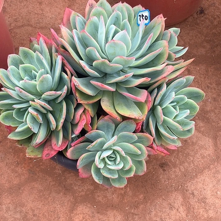 750绮罗一物一拍多肉