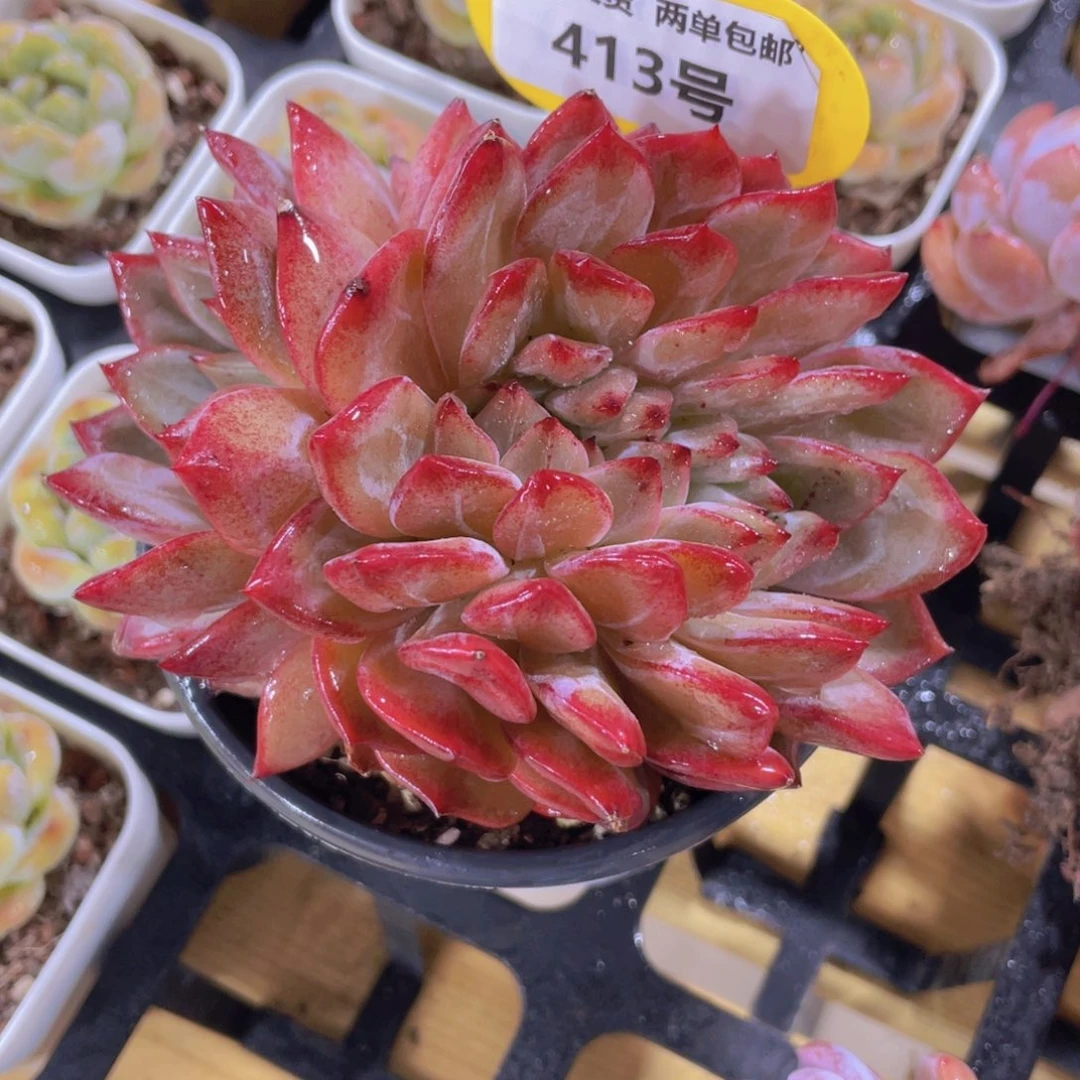 413号 大龙头全状态夜魔侠缀化