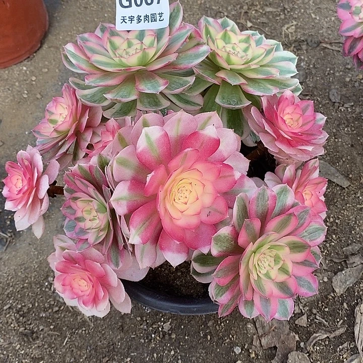 多肉植物倾城067多肉