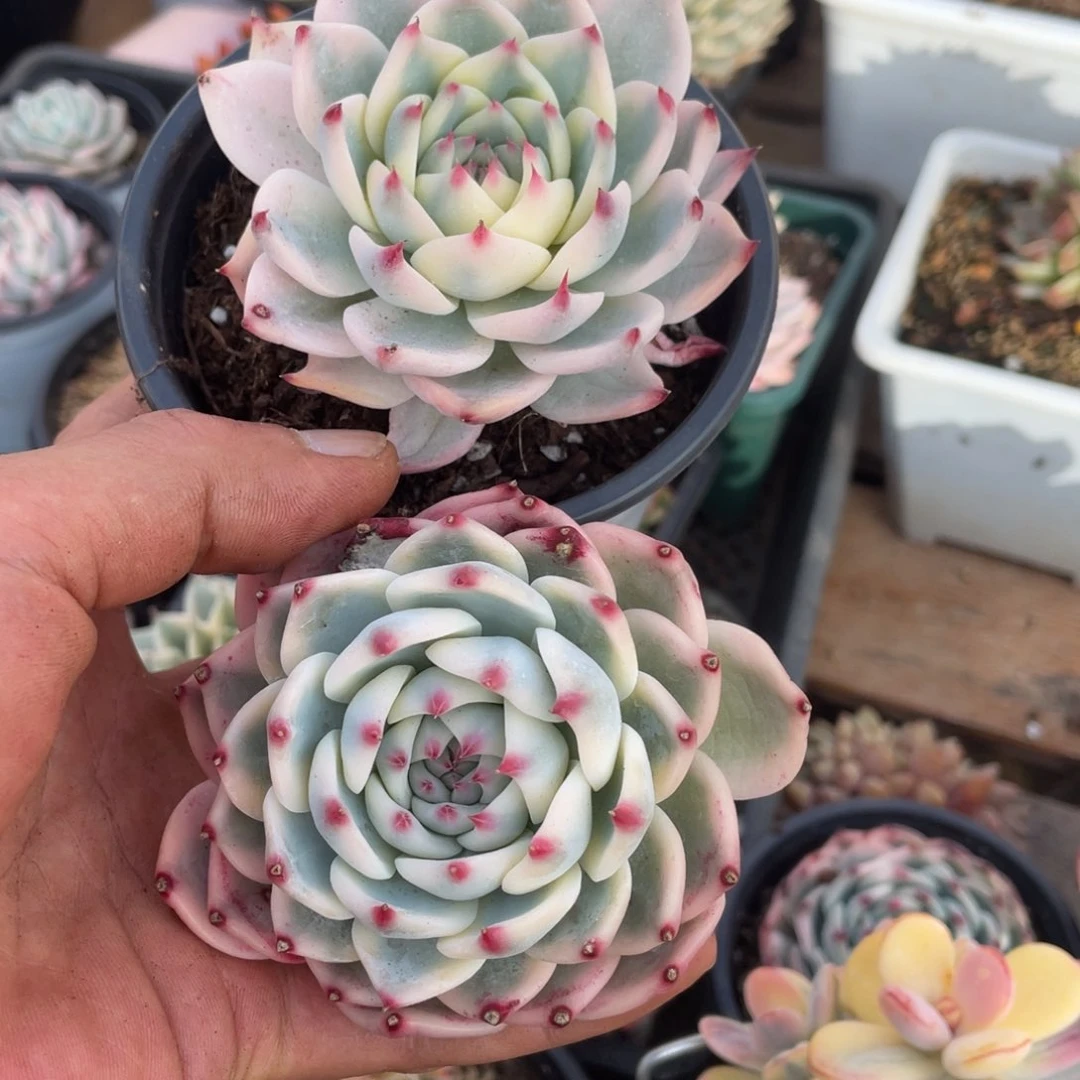 杰*淘多肉吉娃娃锦两个