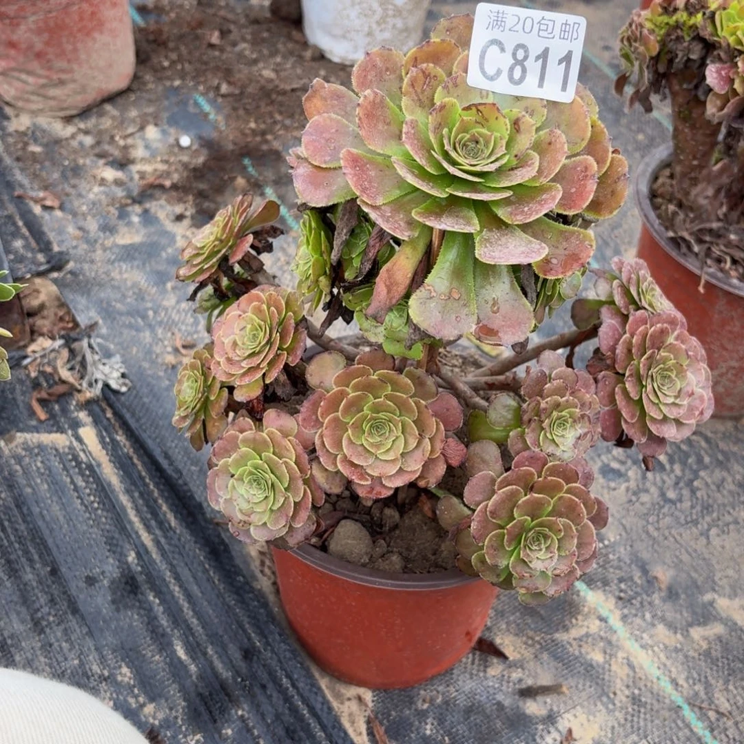 811多肉植物捧花的时候
