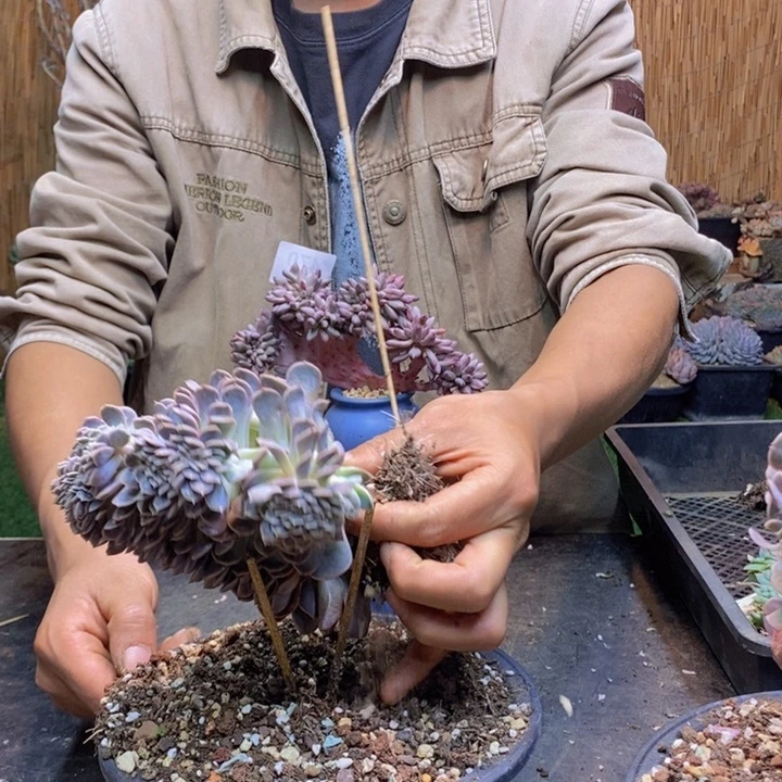 e***e09 号汉堡多肉植物