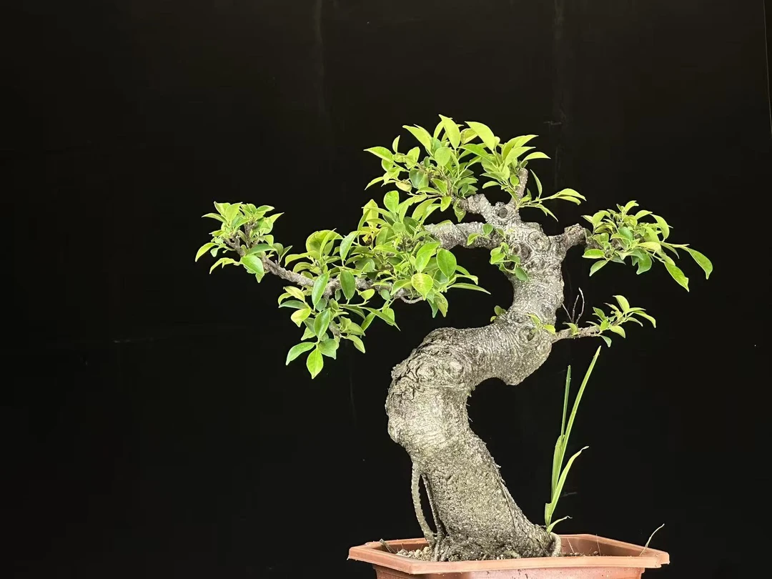 造型虎皮榕盆景室内客厅四季常青庭院绿植