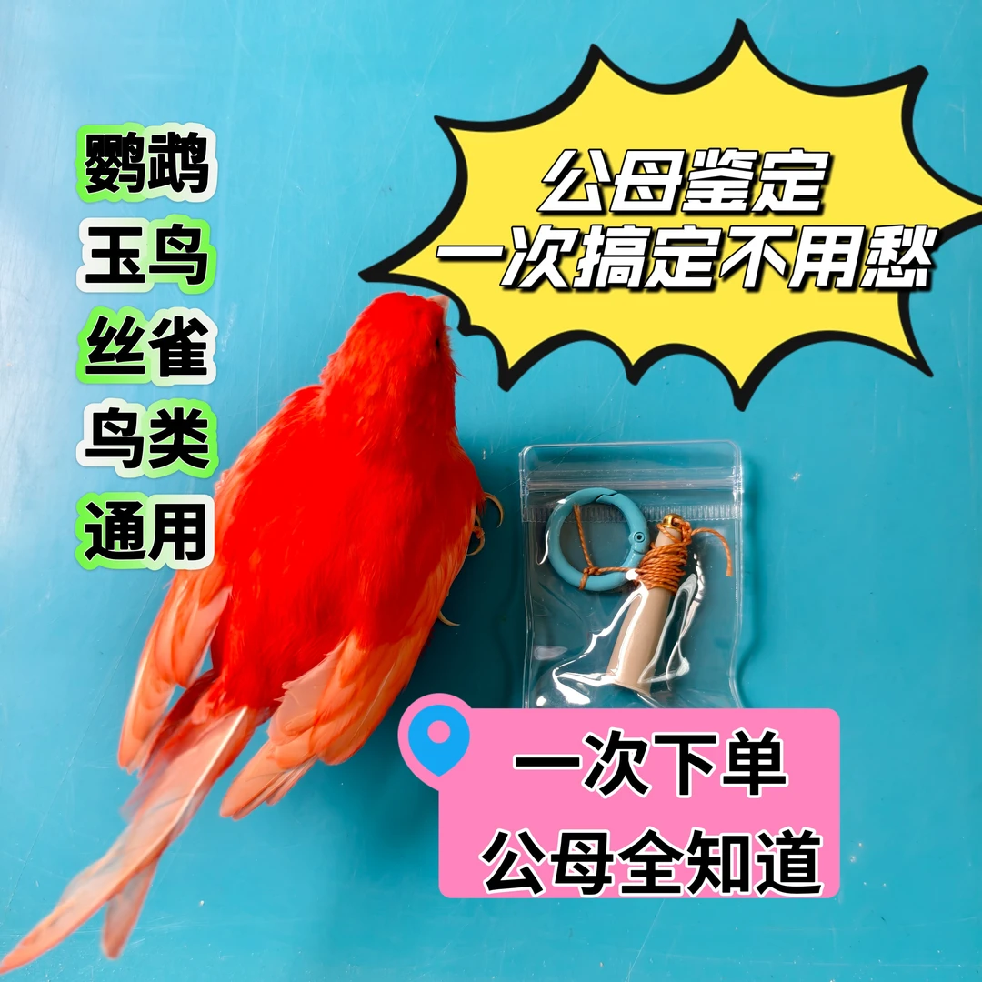 高端鸟类公母鉴定不用愁玉鸟丝雀鹦鹉鸽子观赏鸡公前后荡母转圈圈