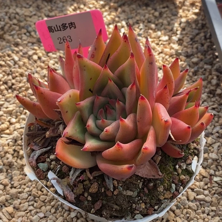 D263- 直播福利 东云