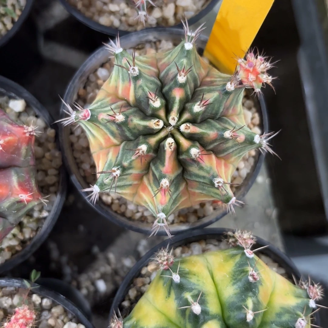 228-1128泰国发货多肉