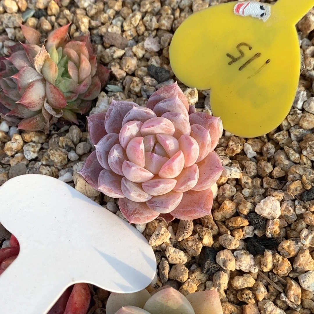 精品多肉一物一拍不包整165