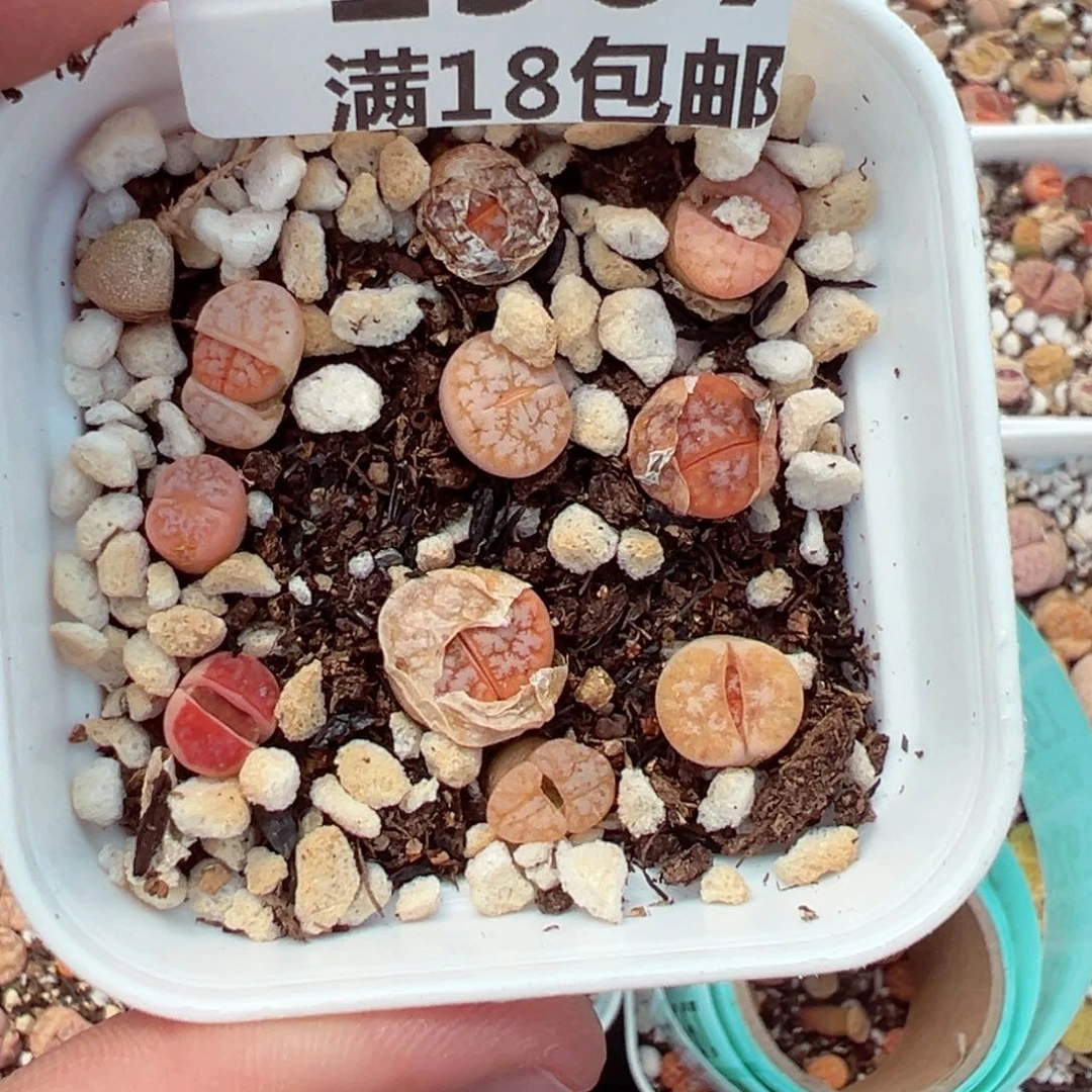 【闪购商品】1907……