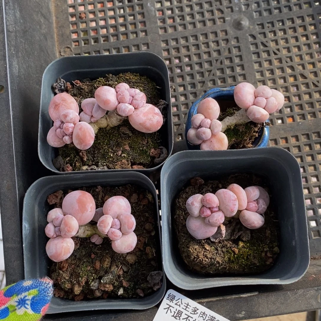 美*、香芋奶酪308/5c m