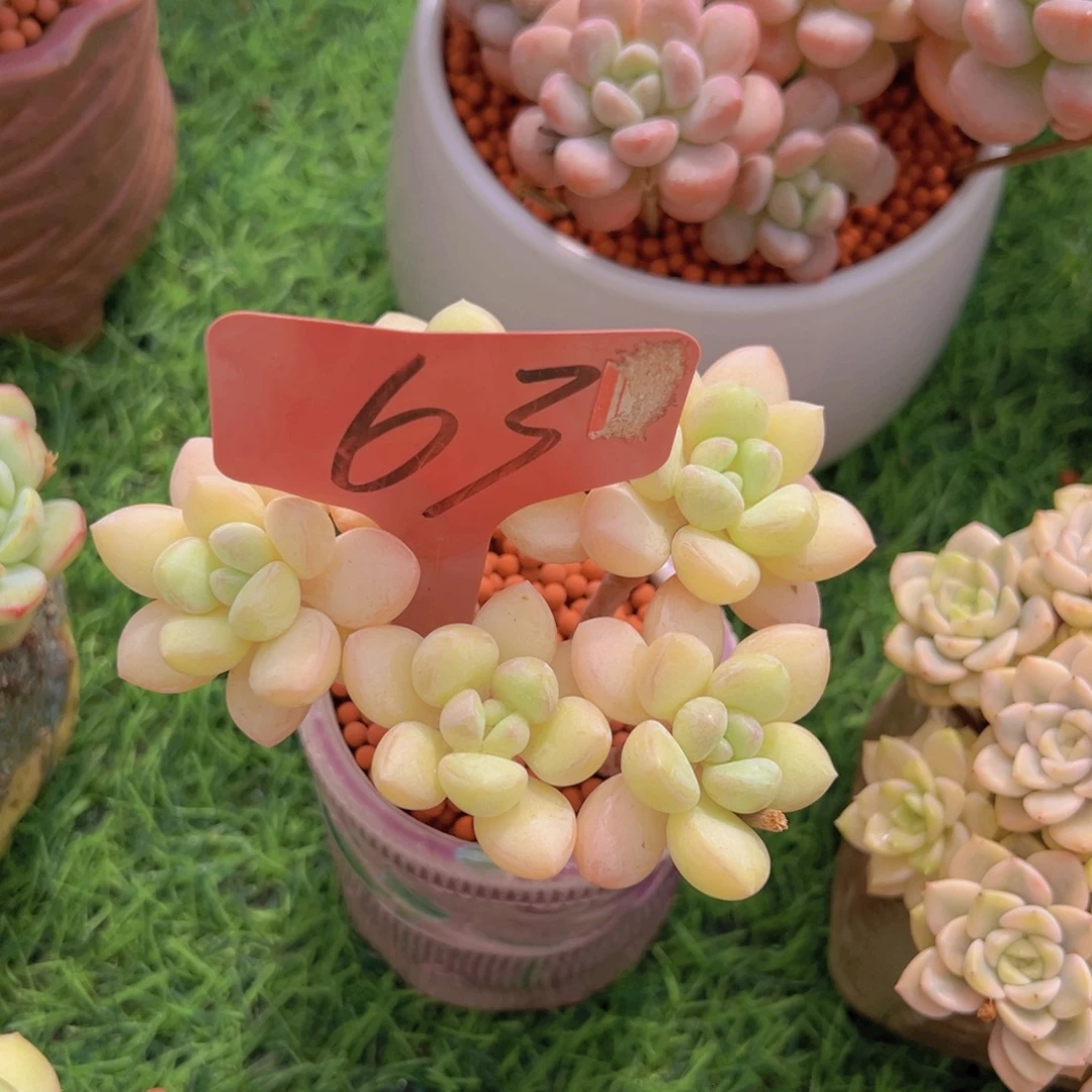 琳***姐多肉植物和植物的