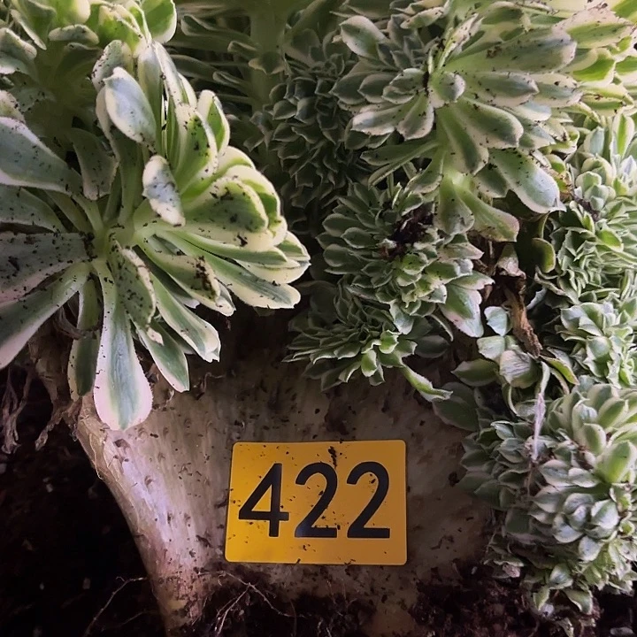 多肉植物迈巴赫缀422