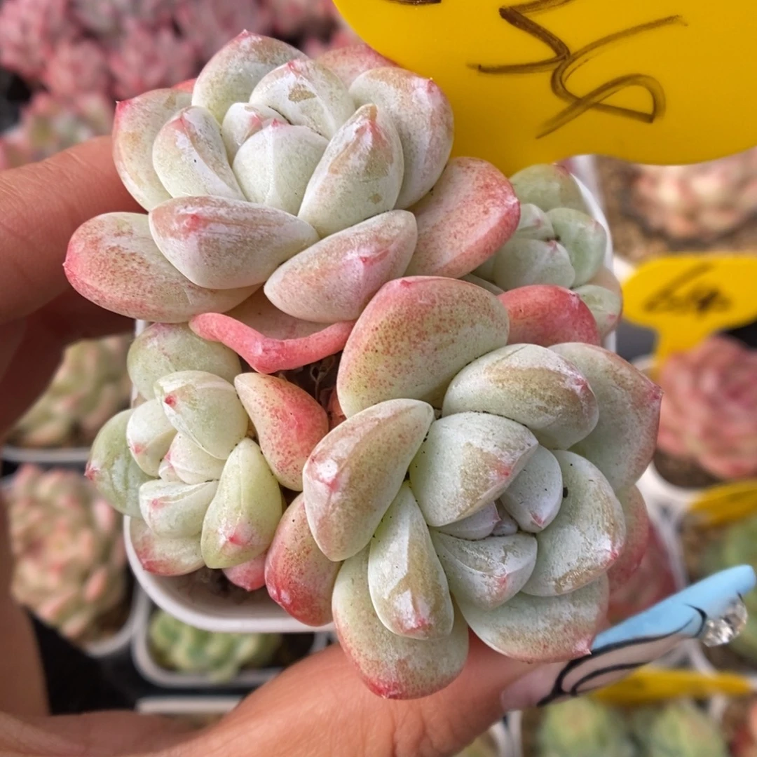 草莓冰玉群生534号