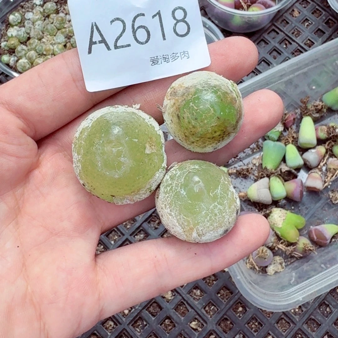 我***呀2618——生石花 肉锥