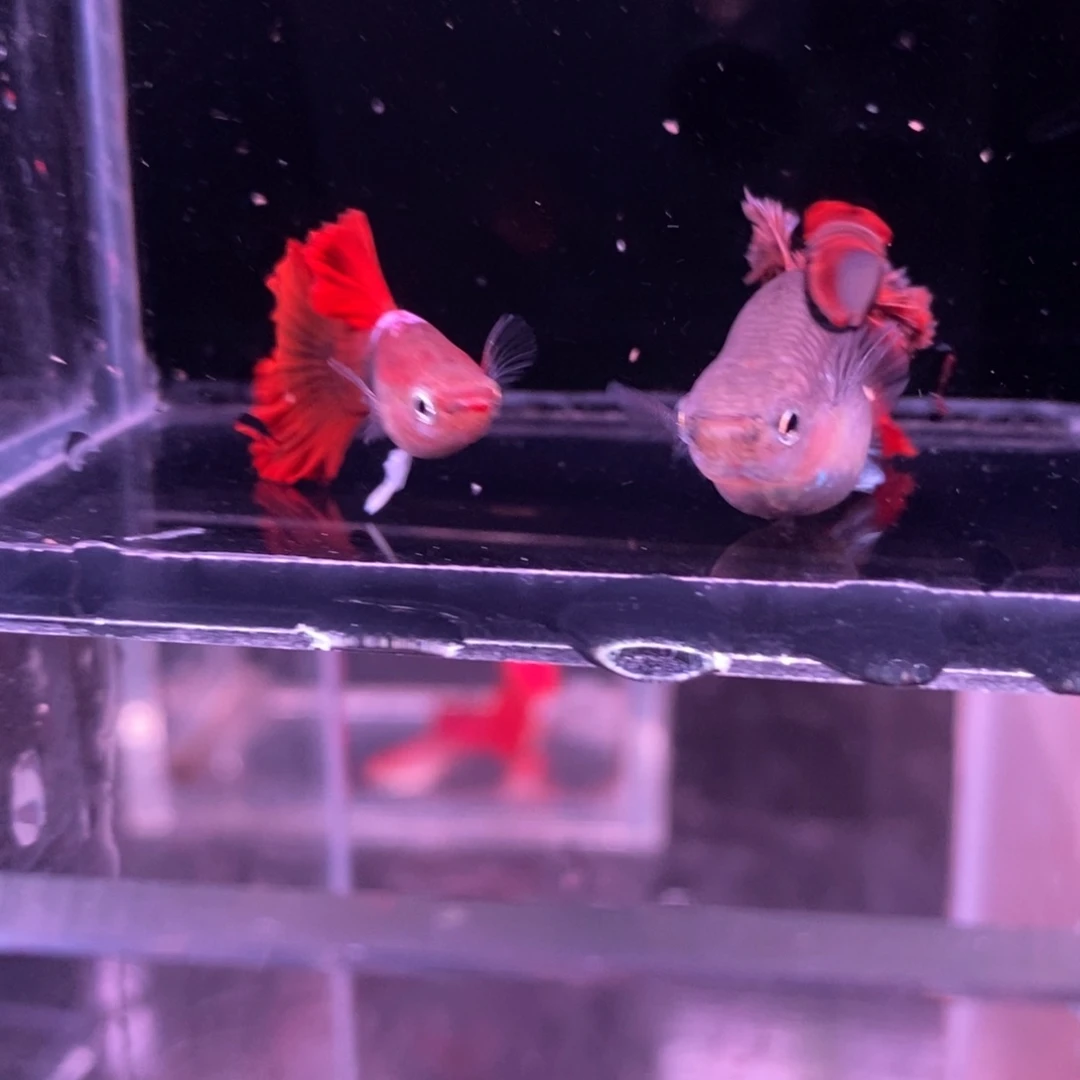 孔雀鱼菊花帆一对