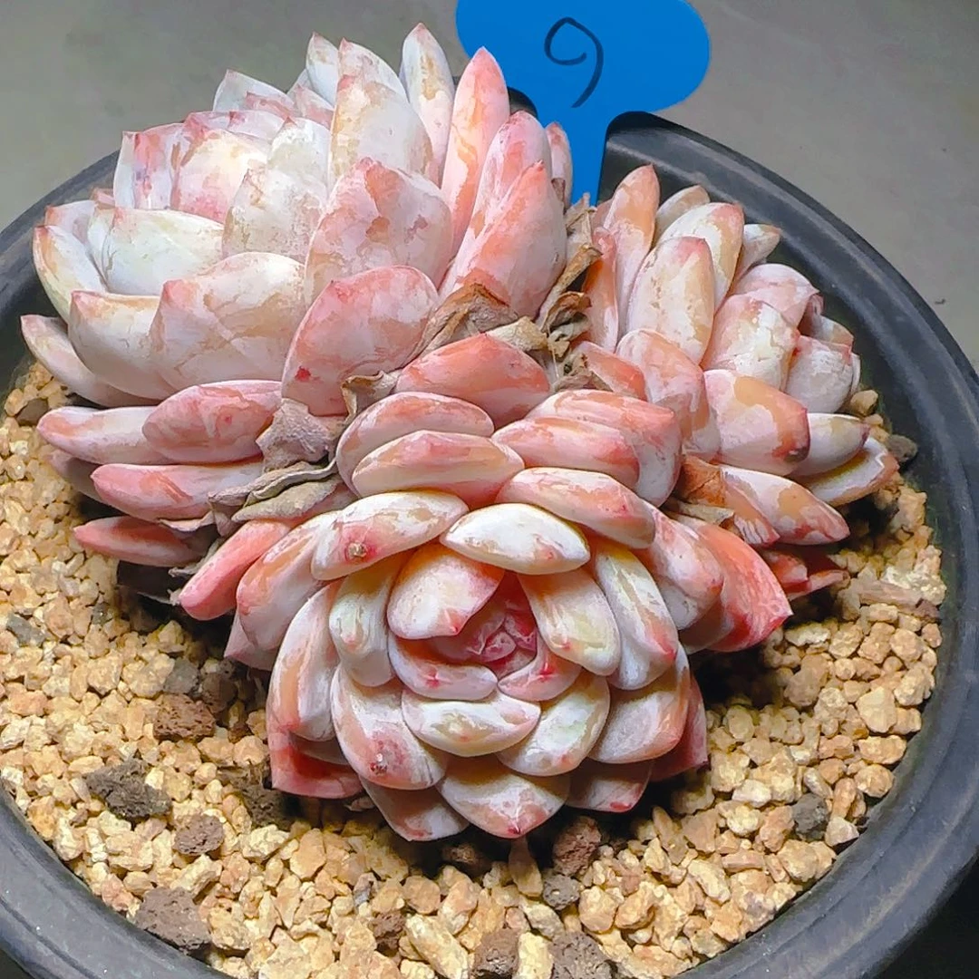 菠****?橙梦露9号一物一拍