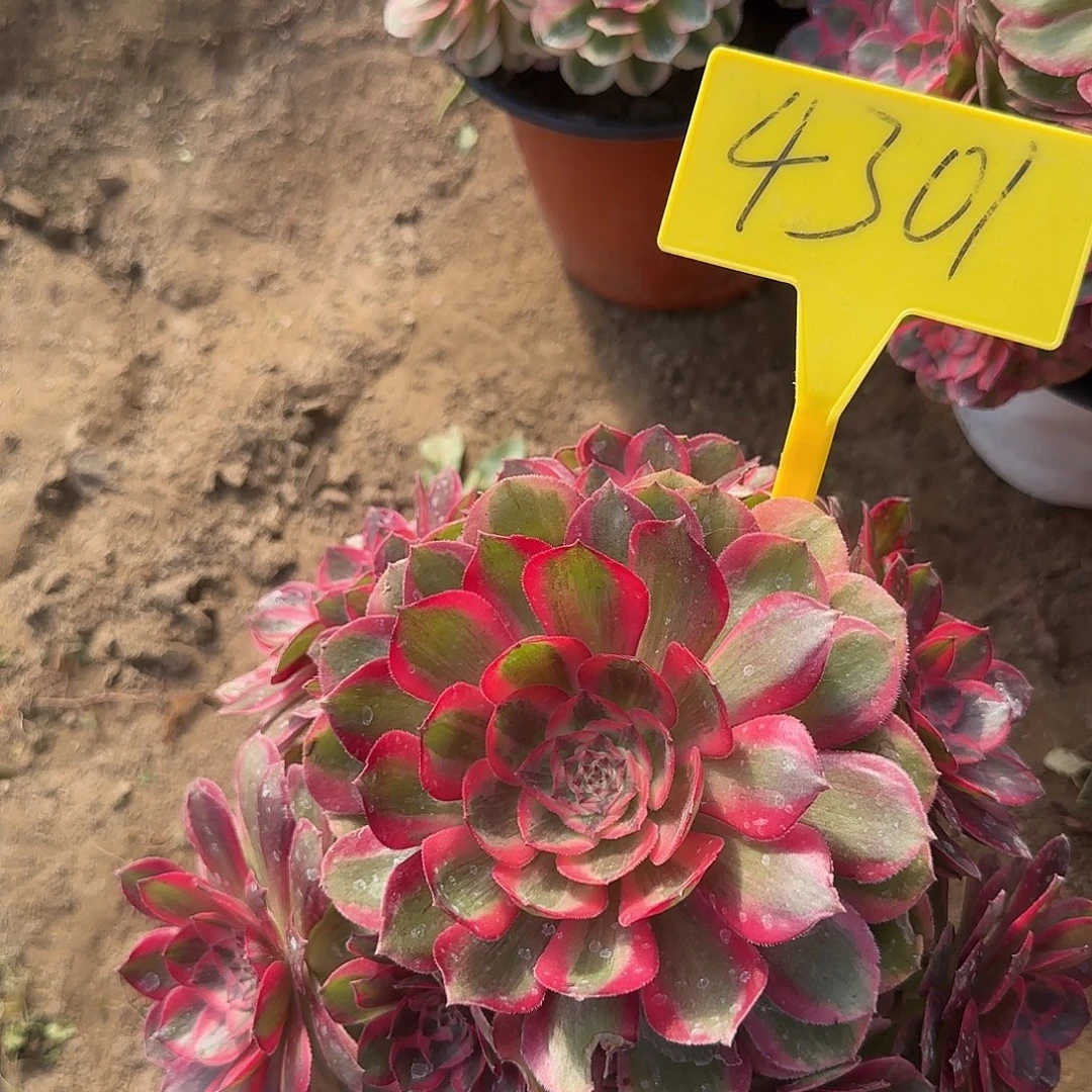 4301---云荷多头多肉